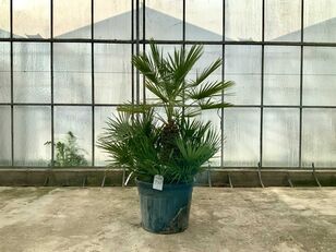 саженец декоративного кустарника palmboom meerstammig (Chamaerops Humilis)