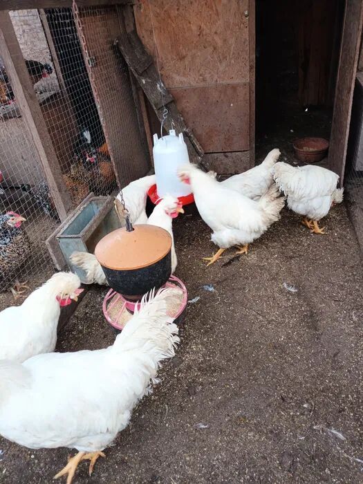 Ферма продаст цыплят + бесплатная доставка